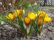 Frhblher: Ein kleiner Krokus-Busch im Steinbock-Ferienhof im Bernsteinbad Loddin.