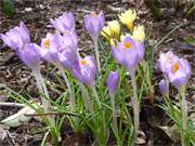 Gelb und Blau: Die ersten Krokusse blhen in den Hecken des Steinbock-Ferienhofes im Bernsteinbad Loddin.