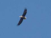 Ein Seeadler fliegt ber den Steinbock-Ferienhof und sorgt bei anderen Vgeln fr Beunruhigung.