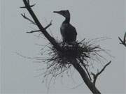 "Vogel des Jahres": Kormoran im Nest am Schmollensee auf der Insel Usedom.
