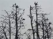 Groflchige Baumzerstrung: Brutkolonie des "Vogels des Jahres" am Schmollensee.