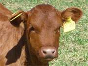 Noch ganz jung und schon verwaltet: Kalb in der Nhe von Balm im Usedomer Hinterland.