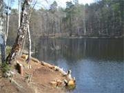 Der idyllische Waldsee "Schwarzes Herz" zwischen Wolgastsee und Zerninmoor.