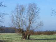 Flaches Land hinter dem Deich: Weideland auf der Usedomer Halbinsel Lieper Winkel.