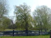 Idyll am Schloss: Teich am Stolper Schloss auf der Insel Usedom.