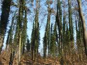 Efeu: Buchenwald auf dem Usedomer Streckelsberg in der Nhe des Ostseebades Koserow.