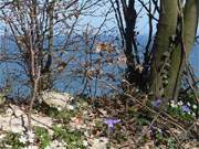 Leberblmchen und Buschwindrschen: Auf dem Langen Berg zwischen ckeritz und Bansin.