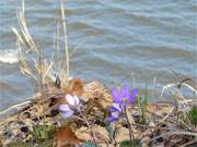 Am Kliffrand: Leberblmchen blhen auf dem Langen Berg der Insel Usedom.