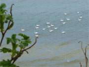 Blick von der Steilkste bei ckeritz: Schwne auf der Ostsee.