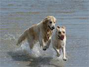 Spaß für jeden Geschmack: Spielende Hunde im Ostseewasser des Usedomer Seebades Karlshagen.
