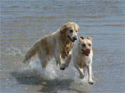 Spa fr jeden Geschmack: Spielende Hunde im Ostseewasser des Usedomer Seebades Karlshagen.