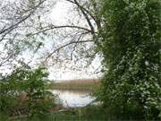 Achterwasser an der Halbinsel Lieper Winkel: Die ersten Bume blhen.