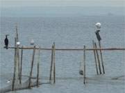 Gut besucht: Stellnetz im Achterwasser zwischen den Usedomer Orten Liepe und Krienke.