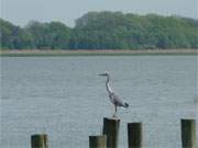 Achterwasserblick: Reiher am Bootsanleger an der Melle.