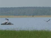 Gestrt: Das eben noch schnbelnde Seeadlerprchen fliegt ber das Achterwasser.