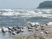 Zwischen dem Kaiserbad Bansin und dem Bernsteinbad ckeritz: Mwen am Ostseestrand.