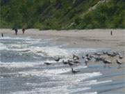 Einsamer Ostseestrand auf Usedom: Zwischen den Seebdern ckeritz und Bansin.