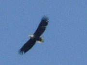 Konkurrenz am Himmel: Seeadler ziehen lautstark ber das Bernsteinbad Loddin hinweg.