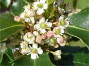 Ilex: Winzig sind die zahllosen Blten der Stechpalme.