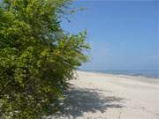 Sonniger Maitag auf Usedom: Frhlingsgrn am Ostseestrand des Bernsteinbades ckeritz.