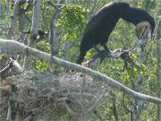 Dem Kormoran in den Hals geschaut: Wrgender Kormoran am Usedomer Schmollensee.