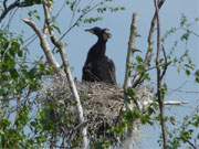 "Es sind Zwillinge!": Kormoranenkcken im Nest am Ufer des Schmollensees.