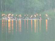 Auftakt zum Fackelschwimmen im Klpinsee: Einstieg der Schimmer nahe der Schwaneninsel.