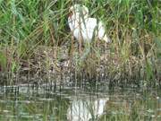 Usedomer Halbinsel Gnitz: Schwanennest im Achterwasser-Schilf.