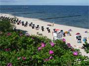 Mit Rosen: Strandkrbe am weien Ostseestrand des Usedomer Bernsteinbades Koserow.