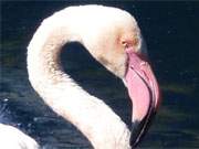 Tierpark Ueckermnde: Ein Flamingo ordnet sein Gefieder.