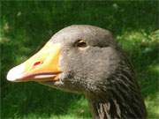 Fragender Blick: Eine Gans blickt im Tierpark von Ueckermnde den Betrachter an.