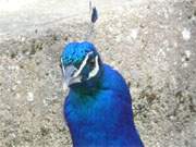 Wunderbares Farbspiel: Pfau im Tierpark zu Ueckermnde.