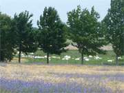 Idyll im Haffland der Insel Usedom: Eine Rinderherde lagert auf saftigem Gras.