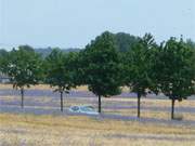 Das Haffland der Ostseeinsel Usedom: Strae bei Prtenow.