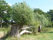 Alte, geborstene Weiden prgen das Land zu Fen des Loddiner Hftberges.