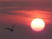 Romantischer Usedom-Urlaub: Mwe vor dem Sonnenuntergang ber der Ostsee.