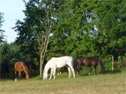 Pferde in der Nachmittagssonne: Die Landschaft um Benz im Usedomer Hinterland.