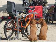 Warten auf Herrchen: Hundepaar an der Strandpromenade des Kaiserbades Ahlbeck auf Usedom.