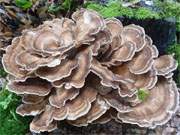 Baumpilze: Frhherbstliche Stimmung in der Mellenthiner Heide auf Usedom.