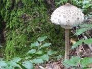 Riesenschirmpilz: Pilzsammeln in der Mellenthiner Heide auf Usedom.