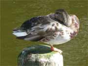 Wachsam auch im Schlaf: Ente auf dem Klpinsee im Bernsteinbad Loddin.