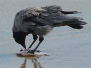 Frischer Ostseefisch: Eine Krhe verzehrt eine Flunder am Ostseestrand zwischen ckeritz und Bansin.