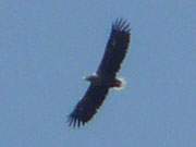 "Patrouillenflug": Seeadler auf Beutesuche ber der Ostsee bei Bansin.