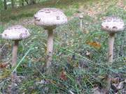 Ein "Pilzjahr" auf der Insel Usedom: Riesenschirmpilze in der Mellenthiner Heide.