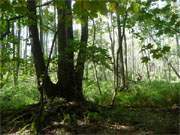 Erlen, Lilien und Schilf: Sumpfiges Gelnde im Zerninmoor auf Usedom.