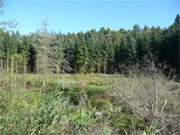 Im Zerninmoor im Sdosten der Insel Usedom finden sich immer wieder Tmpel und Teiche.