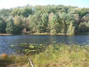 Herbstfrbung am Mmmelkensee, einem kleinen Waldsee zwischen Bansin und ckeritz.