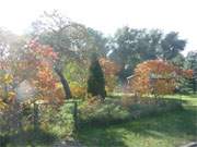 Essigbume: Bauerngarten in Stoben im Hinterland der Insel Usedom.