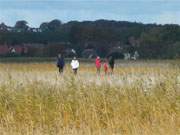 Goldener Herbst auf Usedom: Prachtvoll gefrbtes Schilf am Achterwasserdeich bei Koserow.