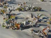 Herbstfrbung: In den Dnen des Usedomer Ostseestrandes zeigen sich bunte Farben.